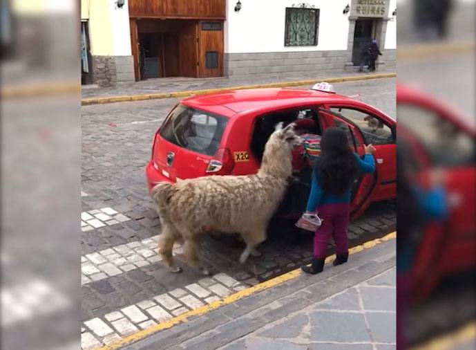 (Video) Curioso: Una Llama aborda un taxi en calles de Perú