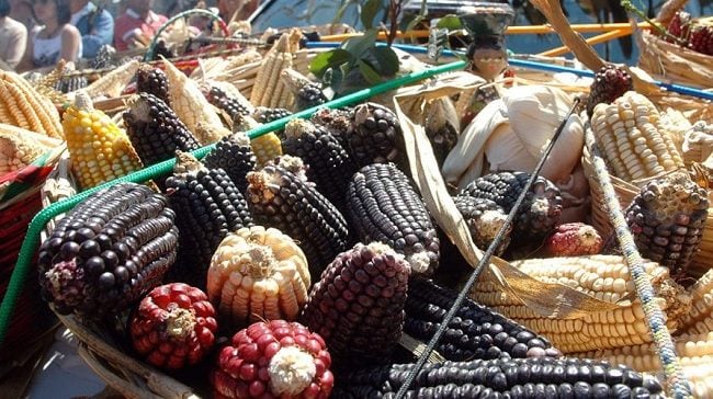 Empresa estadounidense es acusada de piratear maíz nativo mexicano