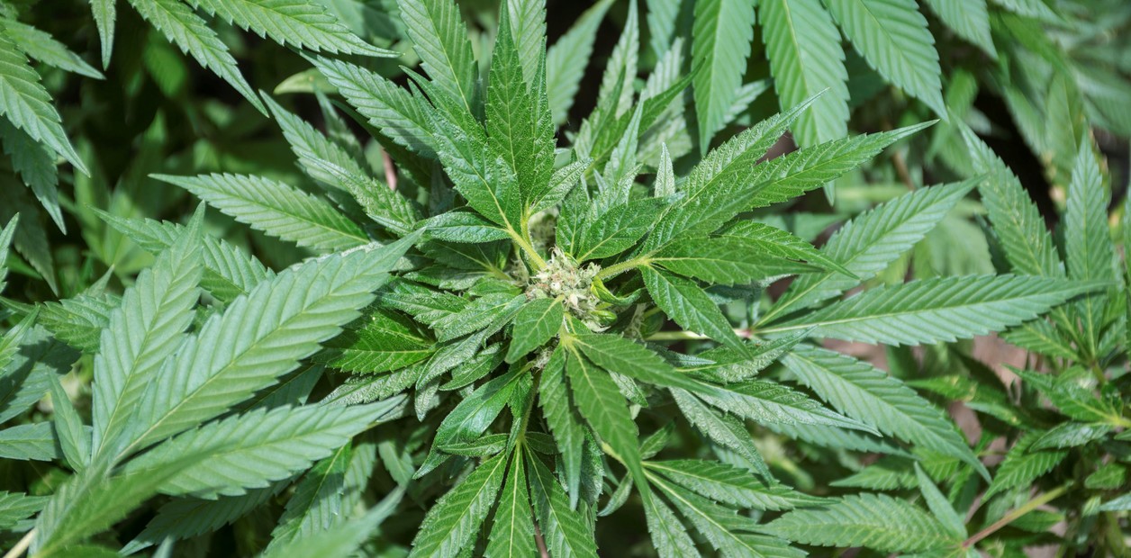 Proyecto sobre marihuana medicinal inicia su segundo trámite constitucional en el Senado