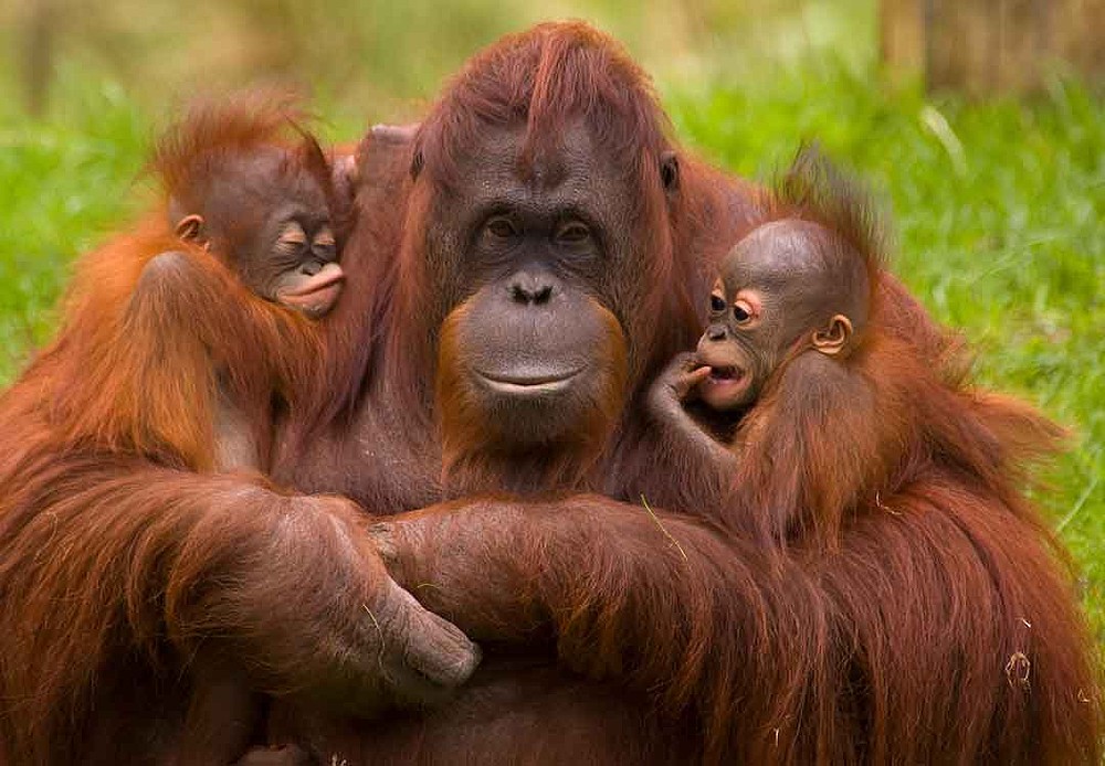 (Fotos) Población de orangutanes disminuye a una velocidad sin precedentes