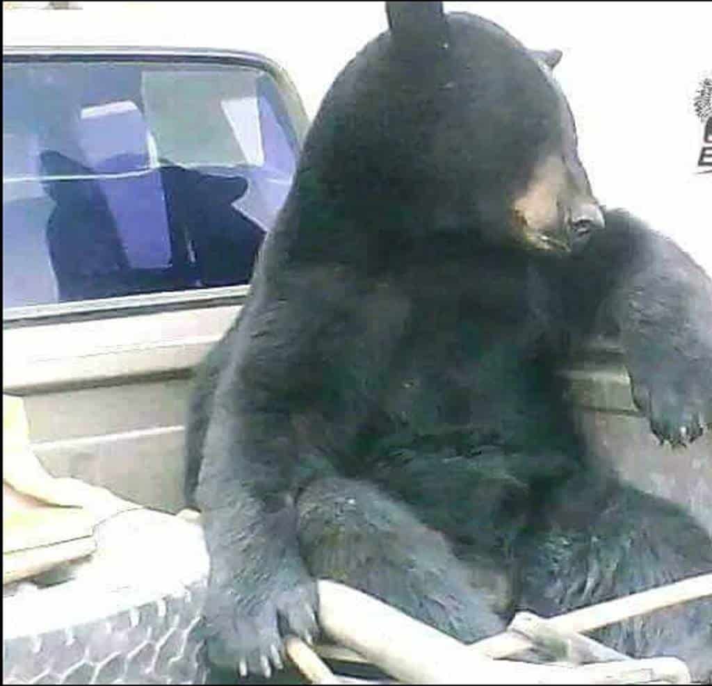 (Fotos) Un oso habilidoso viaja en carro para buscar su alimento