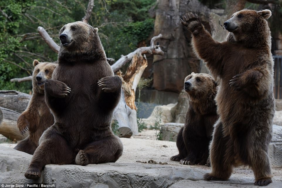 (Video) Cuatro osos rabiosos se devoran a una loba con la que convivían