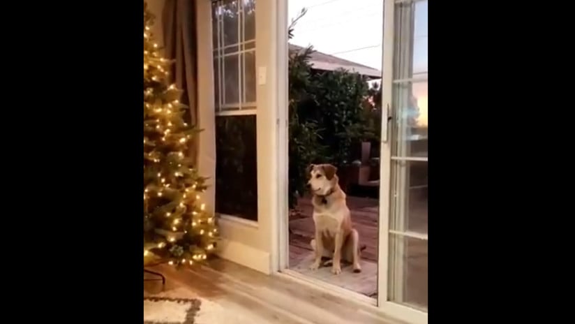 (Video) Un perro espera sentado hasta que le abran una «puerta invisible»