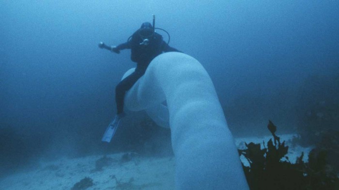 (Video) Buzos hallan un gigantesco ‘gusano de mar’ de 8 metros de largo