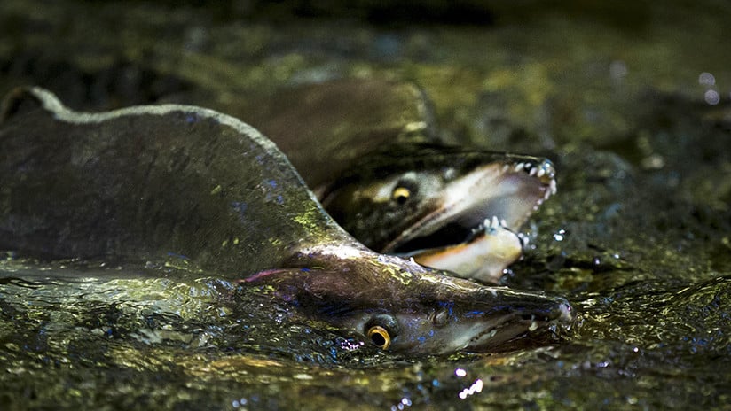 Nueva catástrofe salmonera en el sur: Buque cargado con 180 toneladas de peces vivos naufragó y se hundió en el mar