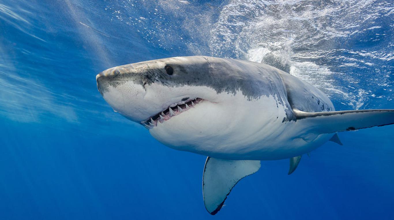 Diez tiburones atacan a un niño mientras practicaba pesca submarina