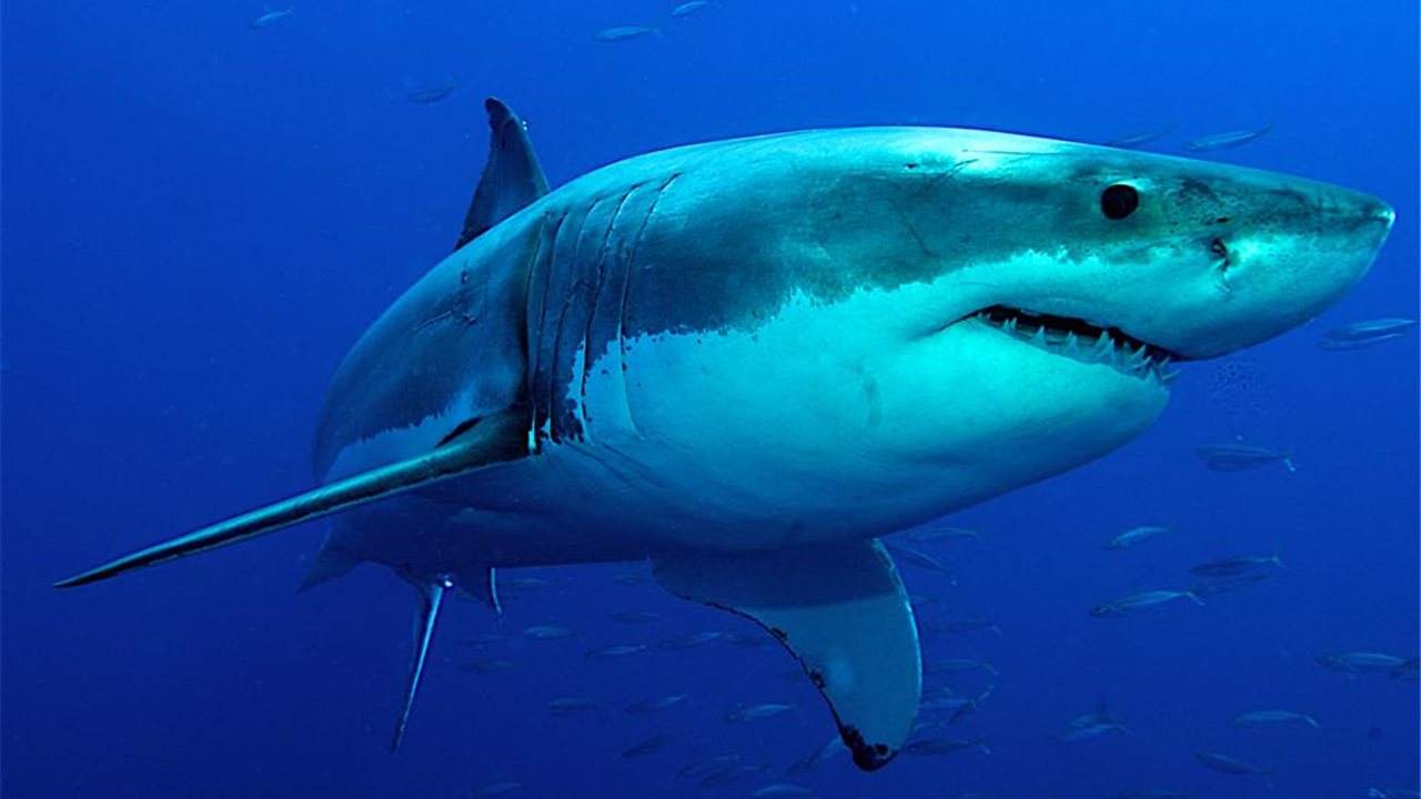 (Video) Un dron capta a un tiburón a pocos metros de los bañistas en Florida EE. UU.