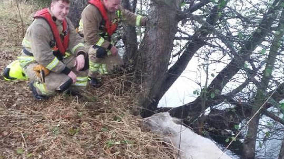¡Increíble! Una «sirena» salva de la muerte a una vaca en el río Támesis
