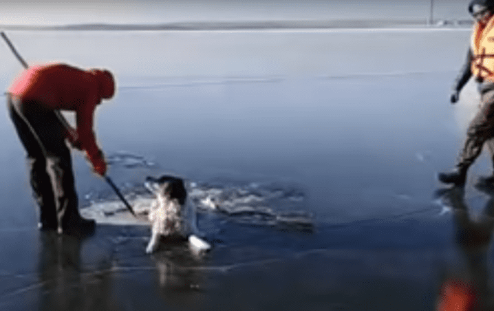 (Video) Salvan a un perro que estaba congelado en un lago de Rusia