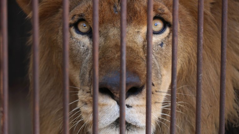 Una comunidad española prohíbe los circos con animales salvajes