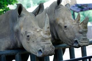Últimos 67 rinocerontes de Java amenazados por el volcán Anak Krakatoa