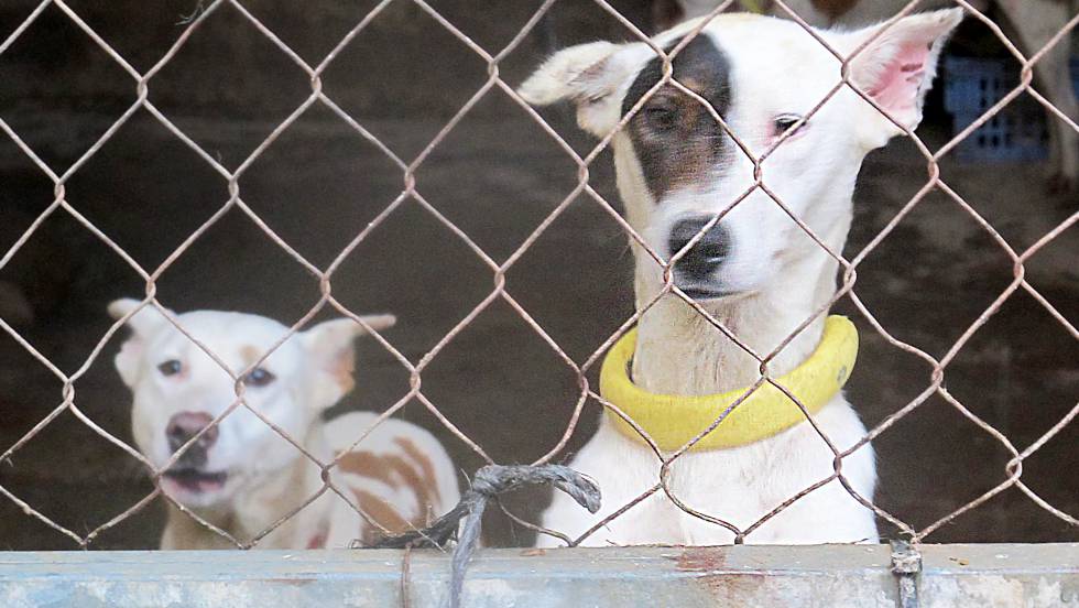 Se disparan las sentencias condenatorias por maltrato animal en España