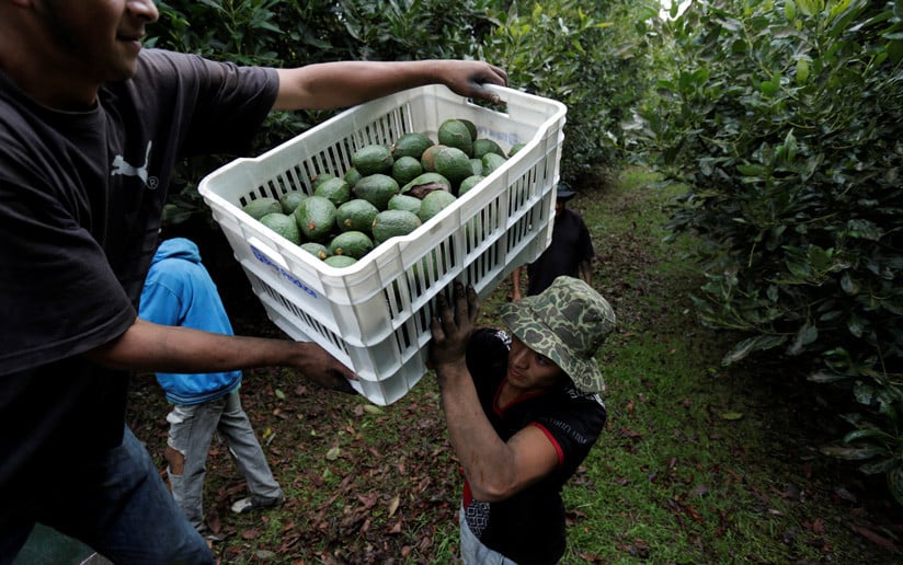 Restaurantes irlandeses dejarán de importar el «aguacate de sangre» de México