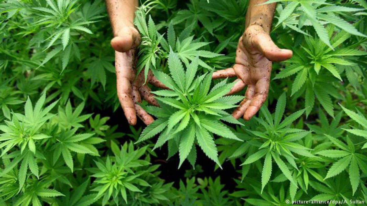 Será ley: Senado aprobó proyecto que termina con la criminalización del cultivo de cannabis con fines medicinales