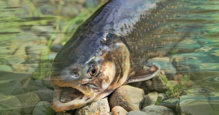 Masiva fuga de salmones se registra en centro de cultivo de Chiloé con 129 mil peces