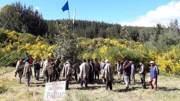 Tirúa: Comunidad Cacique Antonio Paillao ingresó a recuperar terrenos a forestal Mininco