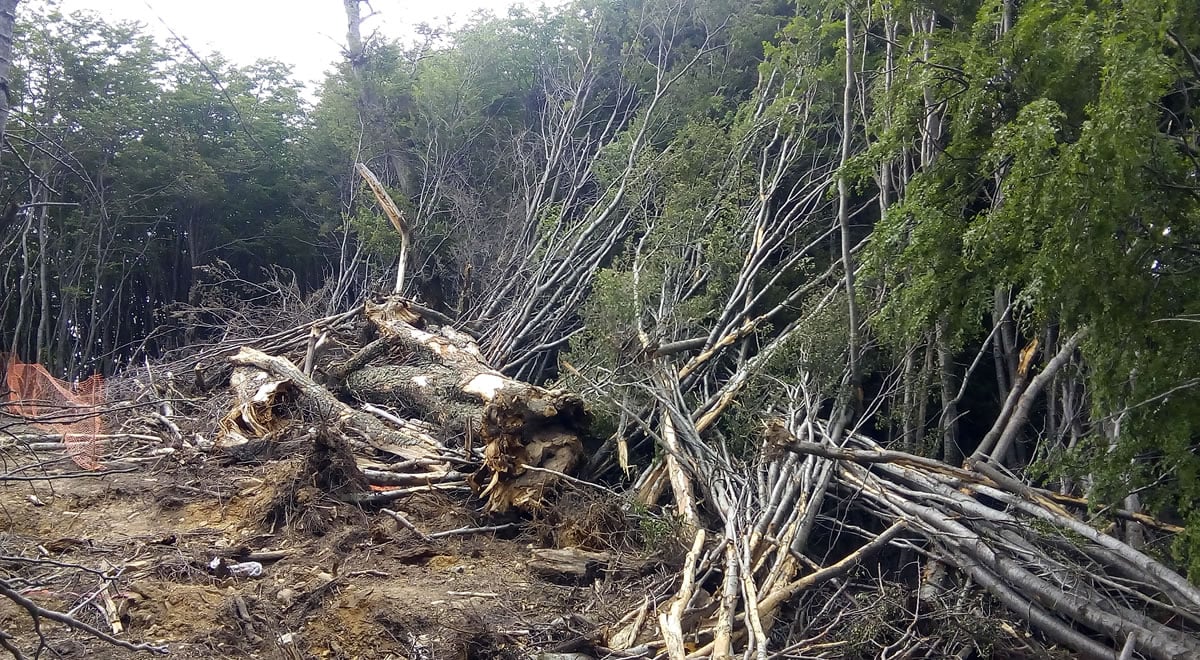 Comunidad indígena denuncia destrucción de Reserva de la Biósfera en Isla Navarino