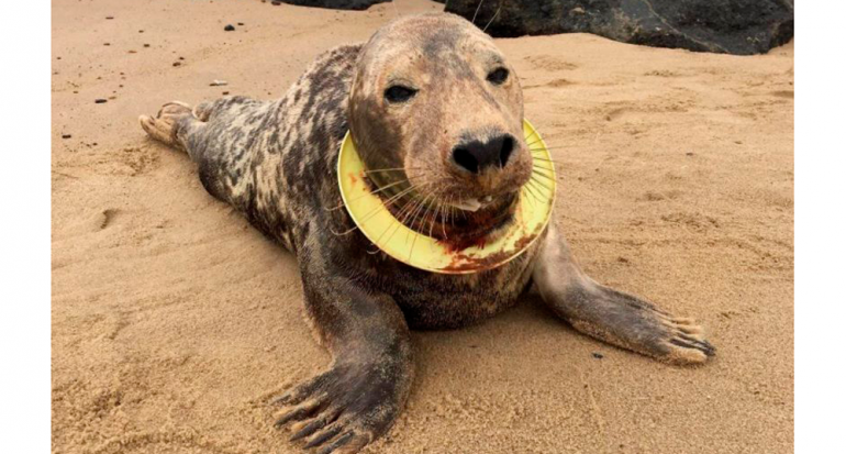 Víctima de la contaminación: Una foca vive con un platillo volador en su cuello