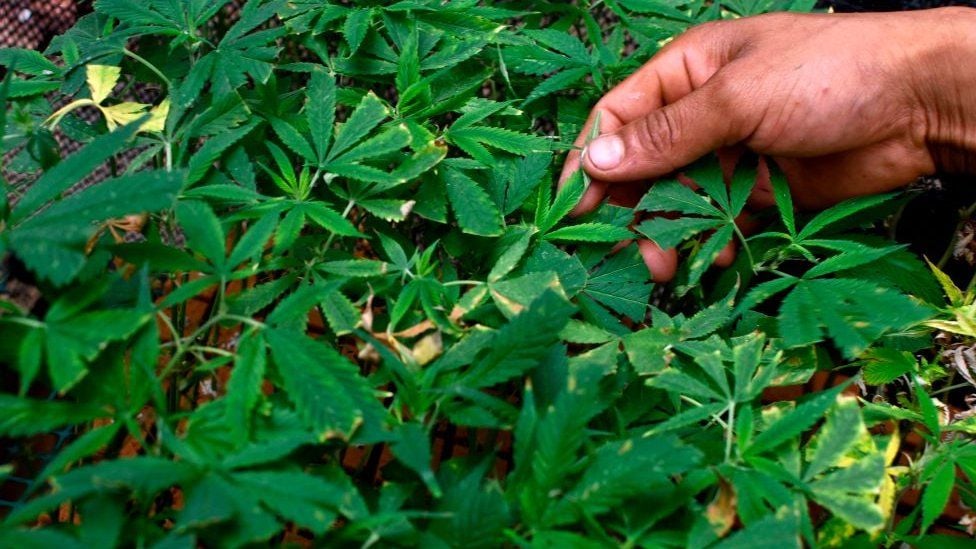 ¡Inédito! Empresas canadienses invierten millones de dólares en Colombia para cultivar y procesar marihuana a gran escala