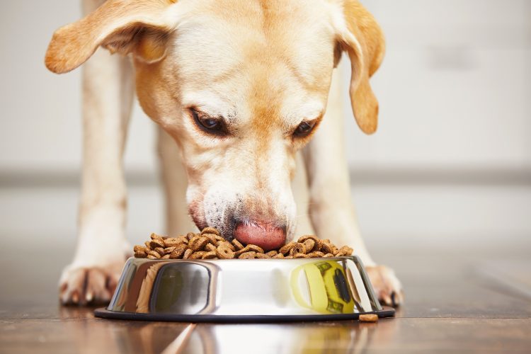 Presentan denuncia por colusión en alimentos para mascotas