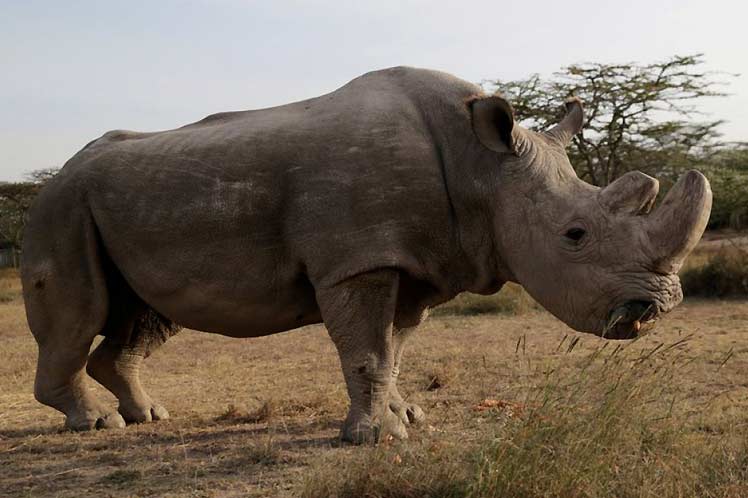 Nepal presenta nuevos desafíos para la conservación de rinocerontes