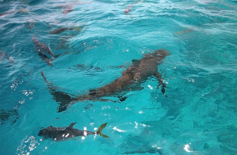 Expedición en el Agujero Azul comenzará el próximo domingo y su transmisión será en vivo