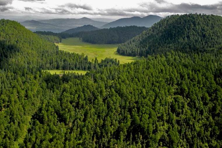 México reducirá 30% presupuesto para el sector forestal