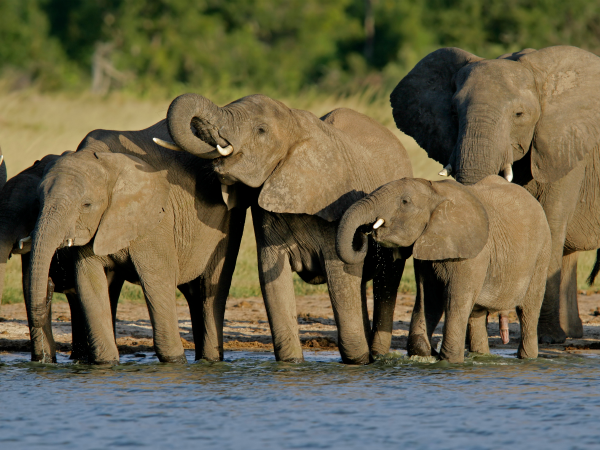 396 elefantes murieron en 2018 en Kenia, África