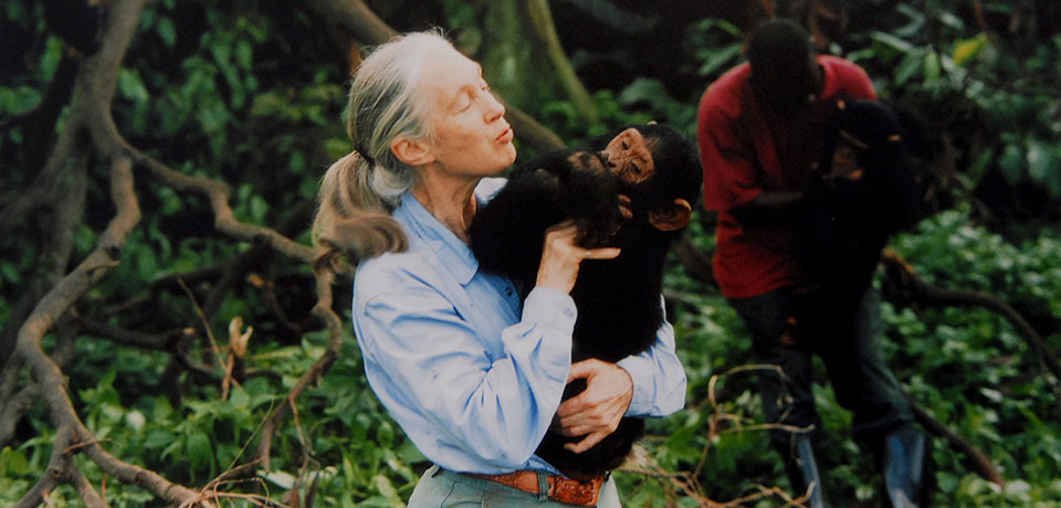 Naturalista a Jane Goodall asegura que la «falta de respeto hacia el mundo natural» provocó la pandemia