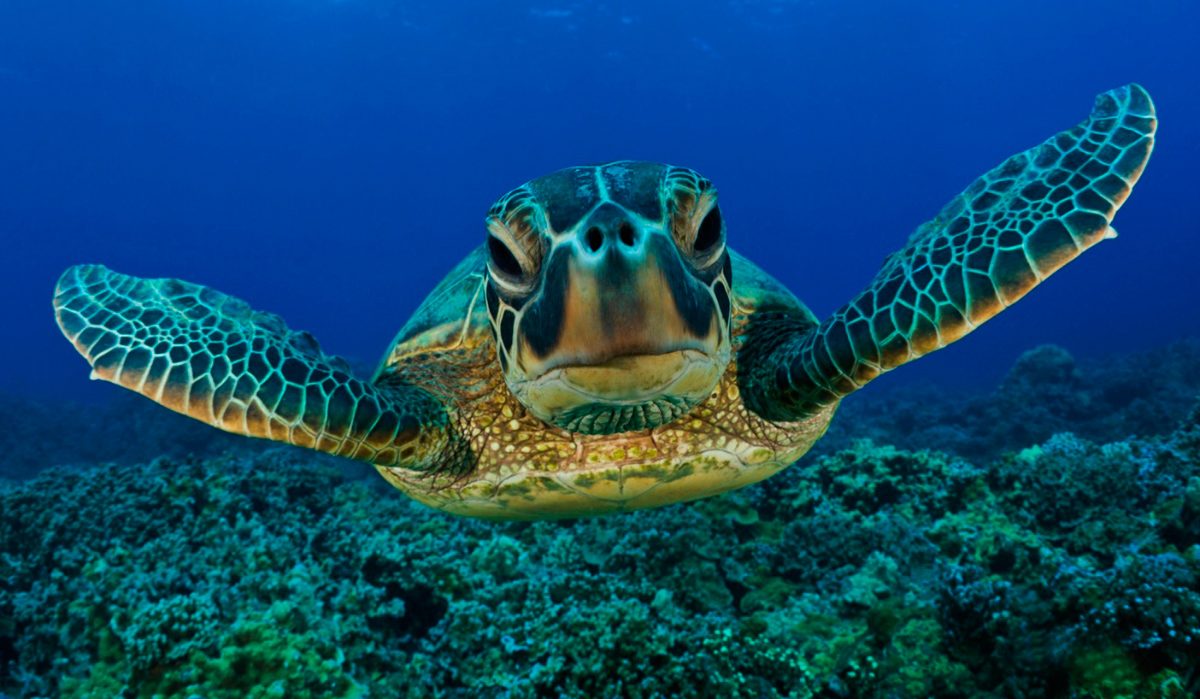 Las tortugas marinas tienen microplásticos en su estómago