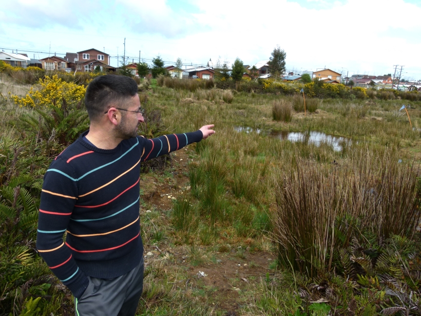 Puerto Montt: Denuncian que negocios inmobiliarios están arruinando los humedales de la zona