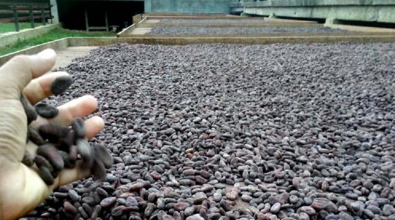 Cacao venezolano colmará espacios del  Cocoa Of Excellence de París