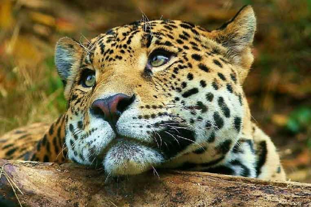 Amenaza: Tren Maya representa un riesgo para 2 mil jaguares que habitan en la Península de Yucatán