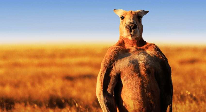 Australia está de luto por la muerte del famoso canguro culturista «Roger»
