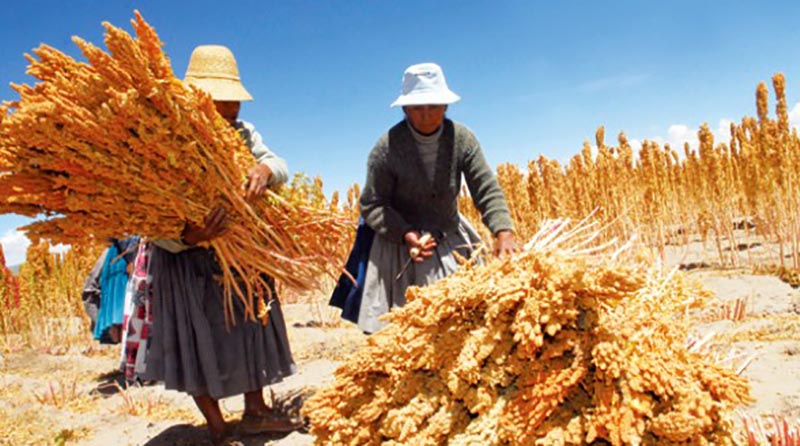 El «grano de oro» boliviano llegará al mercado asiático