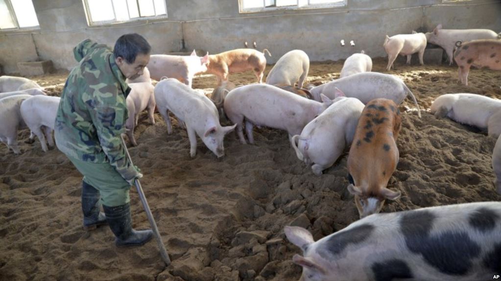 China reporta un nuevo caso de peste porcina africana