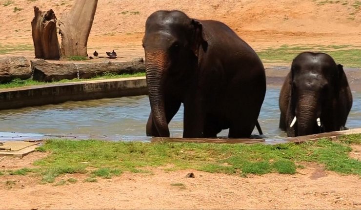 Ola de calor en Australia deja su rastro: Animales muertos y frutas cocidas por dentro