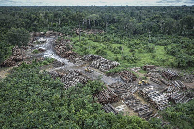 Madereros invaden tierra indígena Arara, en plena Amazonía brasileña