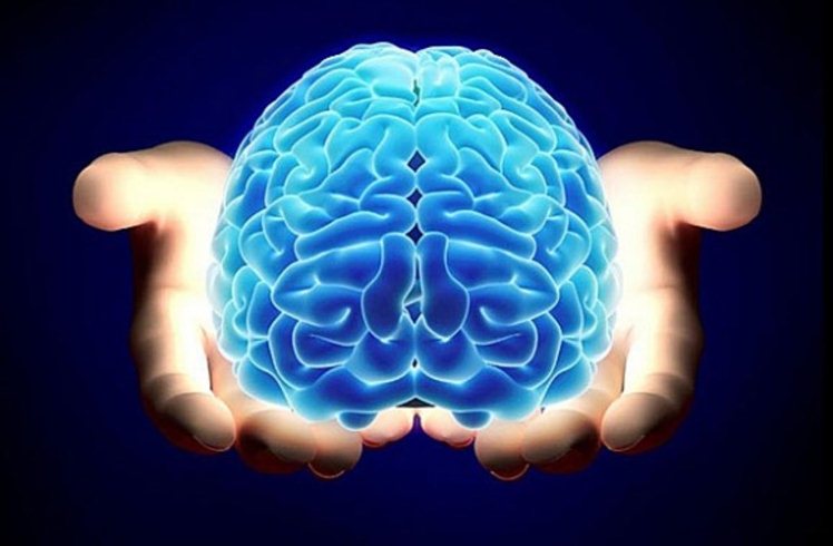 Neurocientíficos descubren una nueva región del cerebro