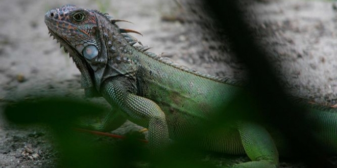 Ecologistas introducen 1.436 iguanas en Islas Galápagos para preservar la especie