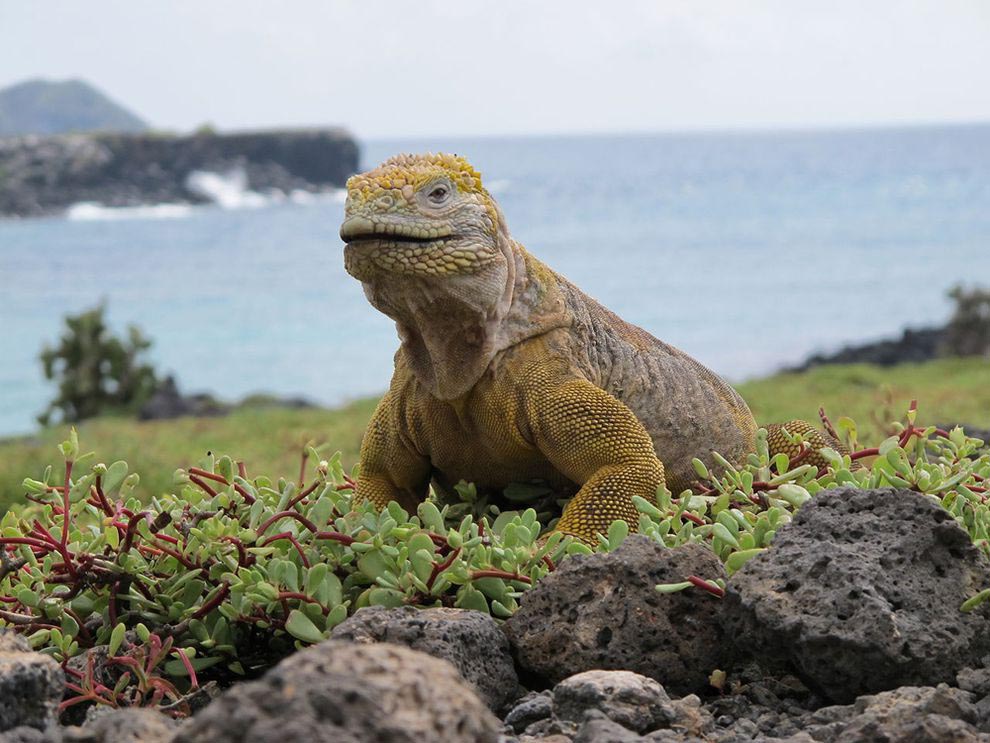 Conservacionistas llevan más de 2.000 iguanas al archipiélago de Galápagos