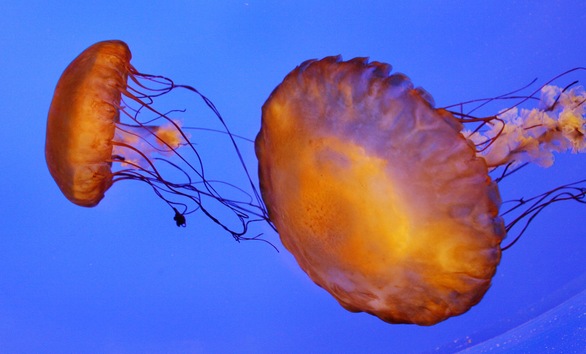 Invasión de medusas venenosas en cuatro playas australianas