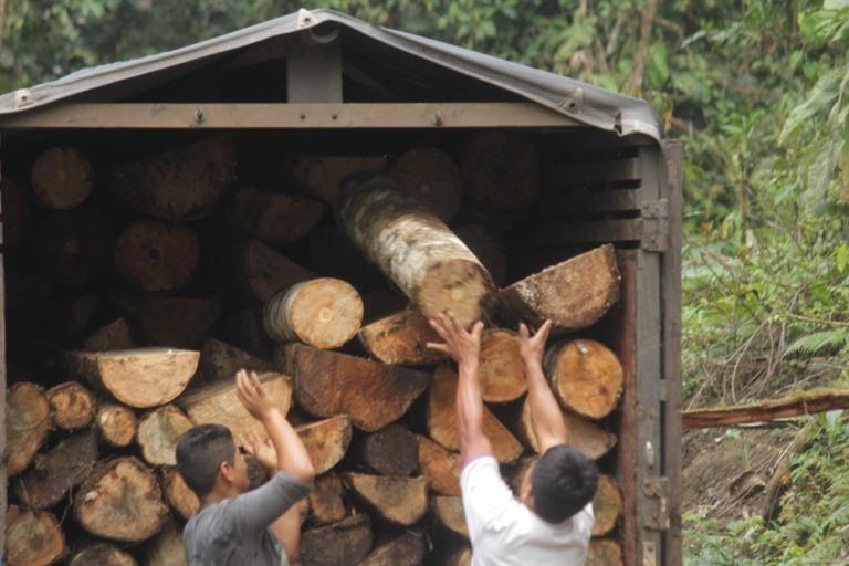 Mas del 50 % de la madera aserrada en la Amazonía peruana es ilegal