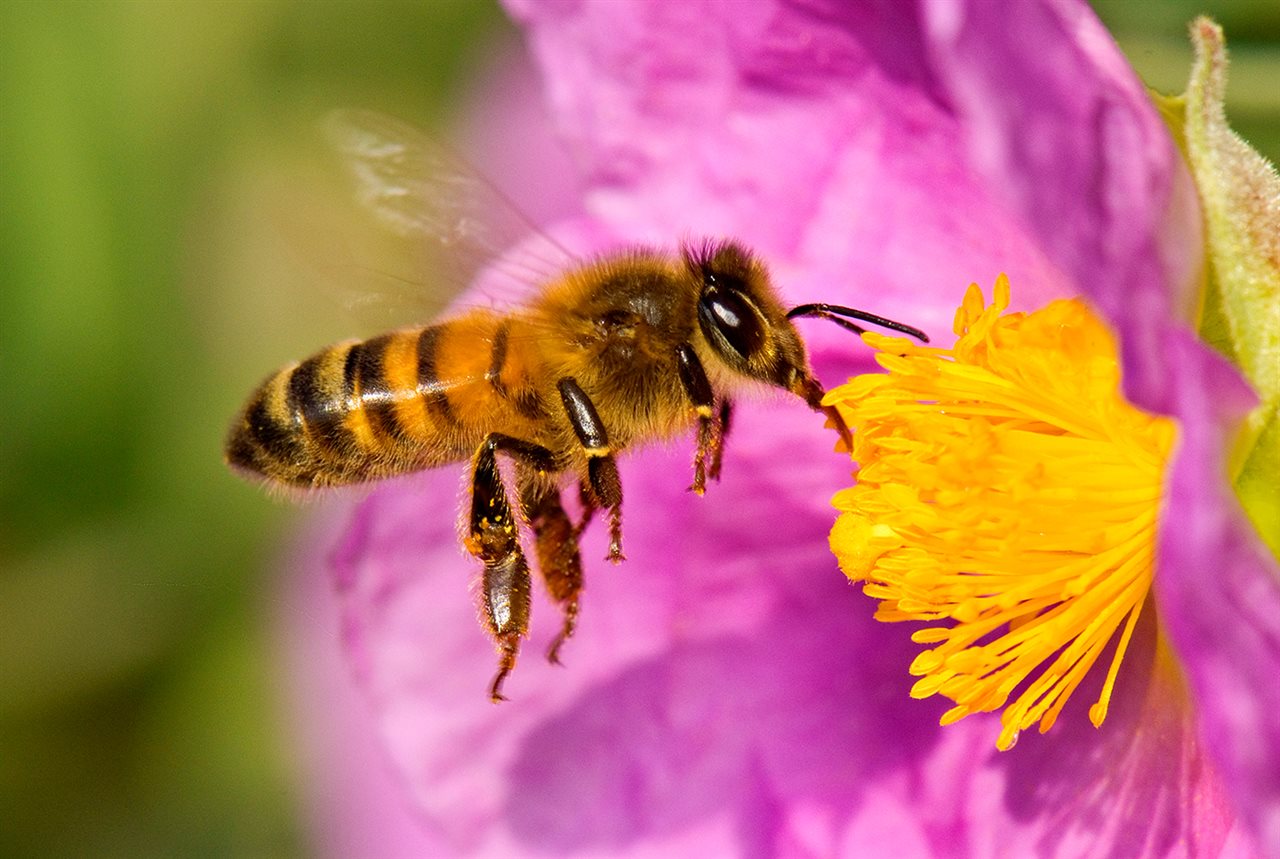 Desaparición de las abejas pone en peligro las cosechas de alimentos en el planeta