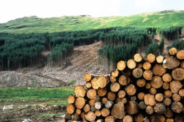 La desigualdad social provoca mayor deforestación en América Latina