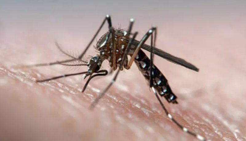 Alertan sobre un posible fuerte brote de dengue en el Caribe