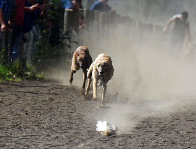 Municipalidad de Olmué prohíbe carreras de galgos y animalistas llaman a sumar el rodeo