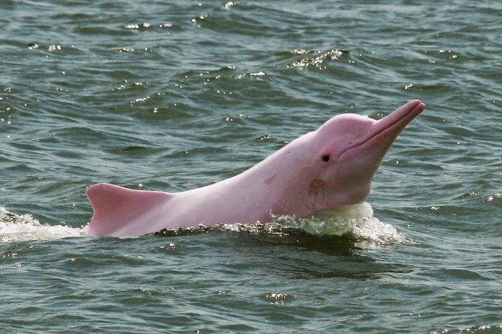 Estragos causados por humanos llevan al delfín rosado a la lista de especies en peligro de extinción