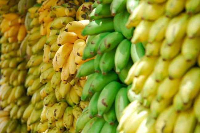 Holanda cosecha por primera vez bananos y lo hace sin usar tierra