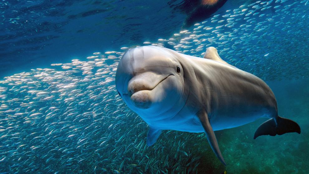 Avances tecnológicos permitirán saber cómo se comunican los delfines
